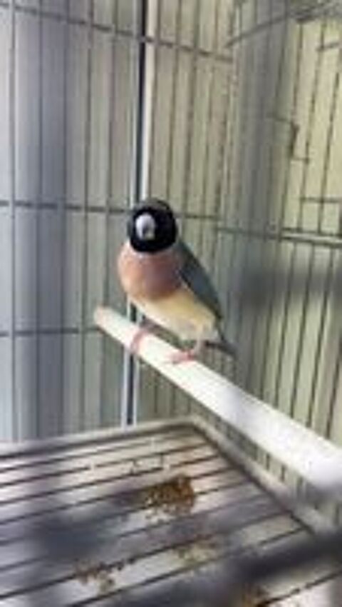   Diamant Gould Femelle Bleue  