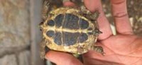   Tortues juniors terrestres nées en 2024 