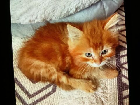 Donne chaton m&acirc;le sevr&eacute; 0 69890 La tour-de-salvagny