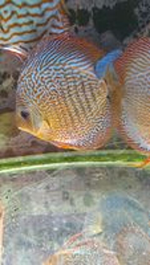   Discus eau robinet 