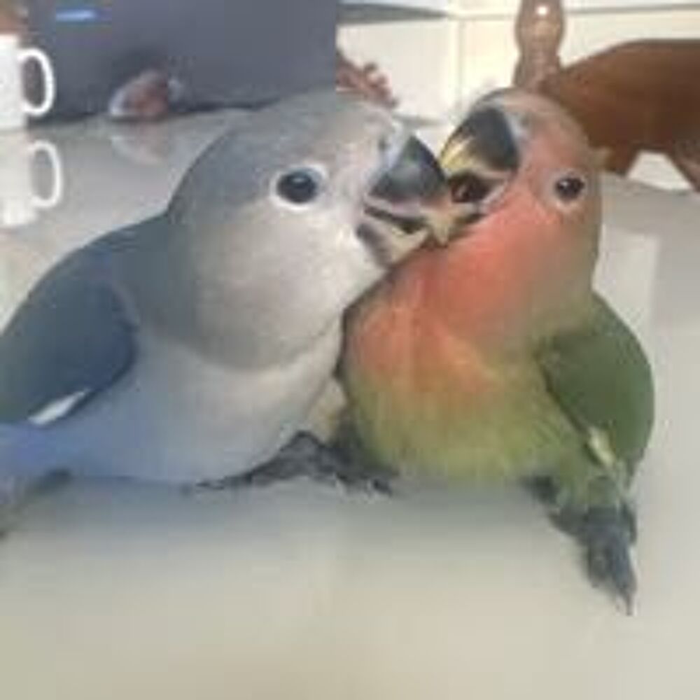   oiseaux inséparables eam 