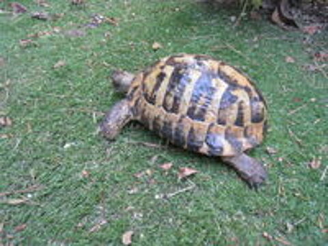   beau  Mâle tortue adulte 