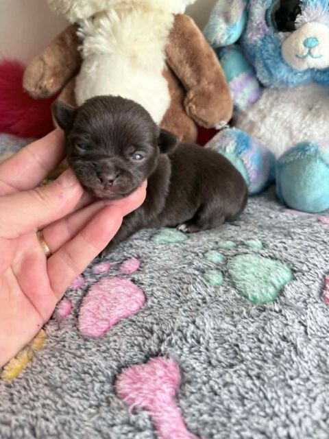 Magnifique chiot chihuahua poil court 850 60400 Noyon