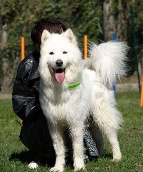 Chien ZOUZOU à l adoption 300 07000 Pranles