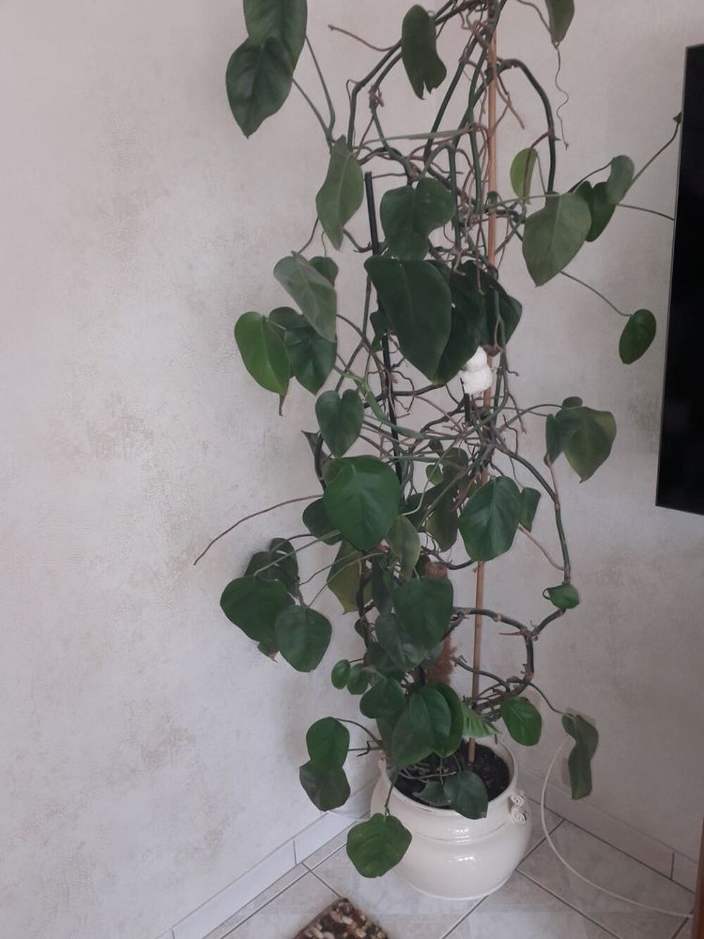 Philodendron Dcoration