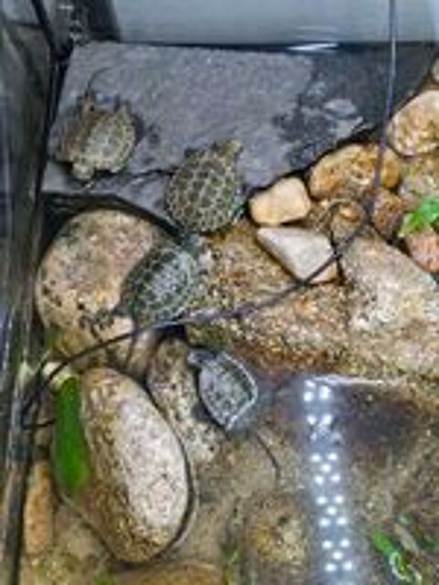   Mauremys japonica  