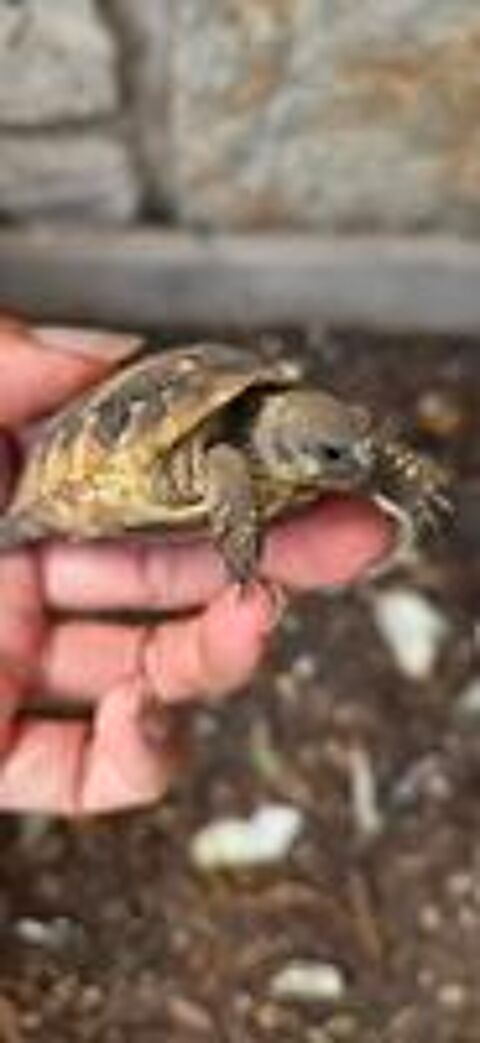   Tortues juniors terrestres nées en 2024 