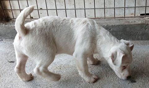 disponibles 2 males Jack Russell Terrier 50540 Les biards
