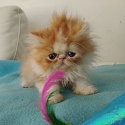   Magnifique Chaton PERSAN Mâle - Pure Race LOOF 