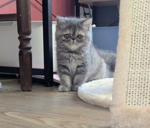 2 chatons exotic shorthair m&acirc;le & femelle 830 67110 Gundershoffen