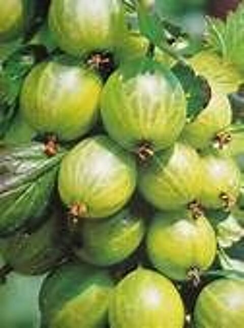 5 plants de groseilliers blancs a gros grains 3 Rampoux (46)