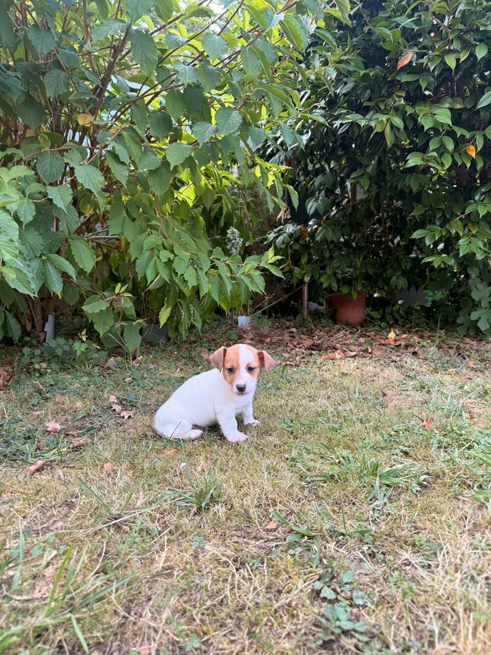   Chiot Jack Russel 