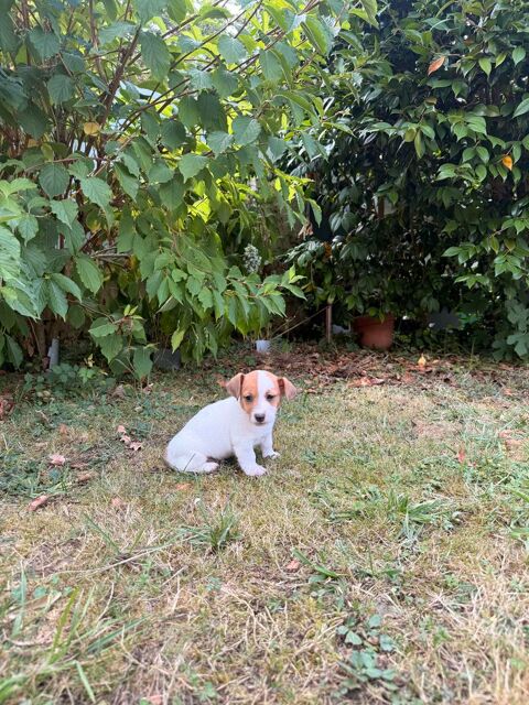 Chiot Jack Russel 800 40230 Saint-vincent-de-tyrosse
