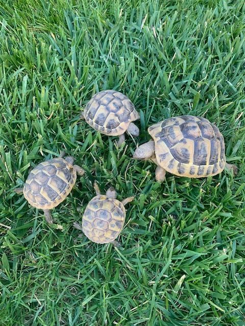 Tortue de terre juv&eacute;nile 35 30510 Générac