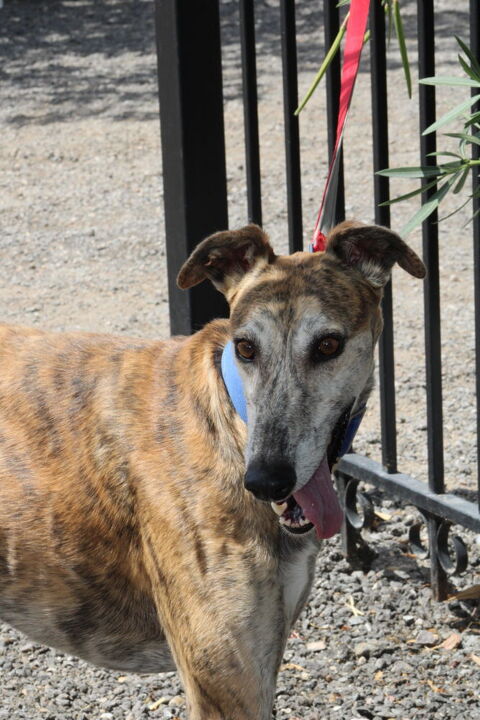 SENORITO incarne l'élégance et le calme du galgo 315 24140 Douville