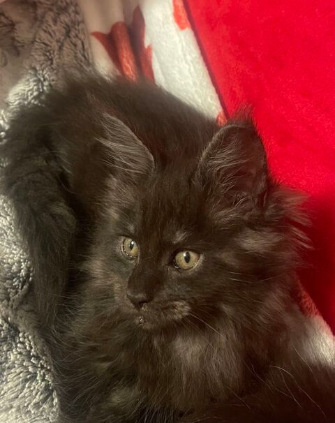 Adorables Femelles MAINE COON POLYDACTYLES Loof 
1800 77300 Fontainebleau