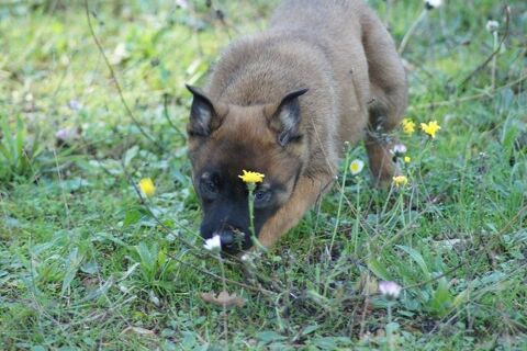 berger belge malinois 850 83170 Brignoles