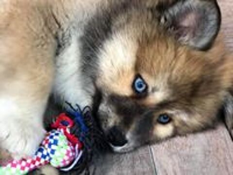   Propose saillie avec chien Pomsky mâle (pour reproduction) 