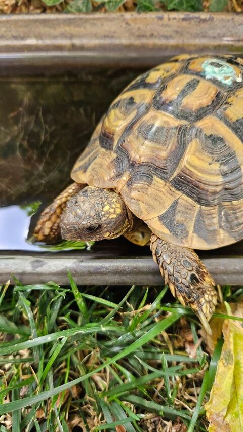 Tortue de terre  m&acirc;le 120 84000 Avignon