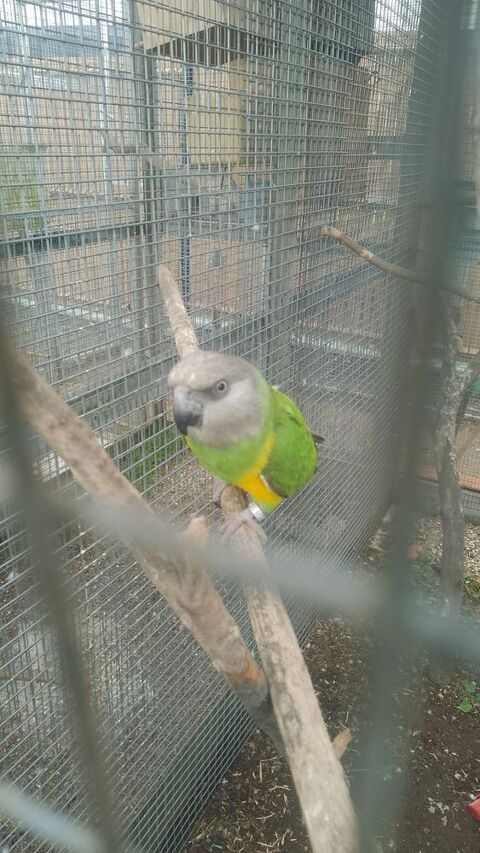 Couple de youyou du S&eacute;n&eacute;gal  600 47200 Marmande