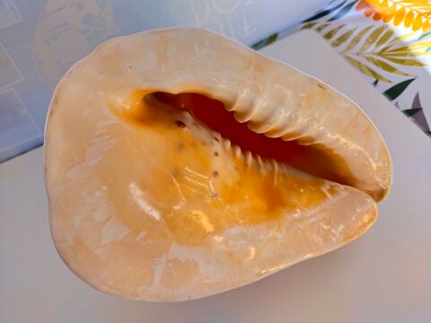 coquillage     CONQUE-LAMBI     60 Dolus-d'Ol�ron (17)