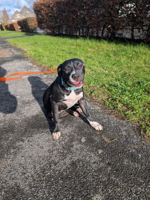 Iris, femelle crois&eacute;e cr&eacute;ole, n&eacute;e le 25/06/2025 🐶 300 93000 Bobigny