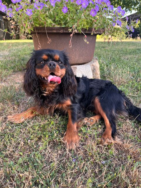 Saillie Cavalier King Charles 300 14200 Hrouville-saint-clair