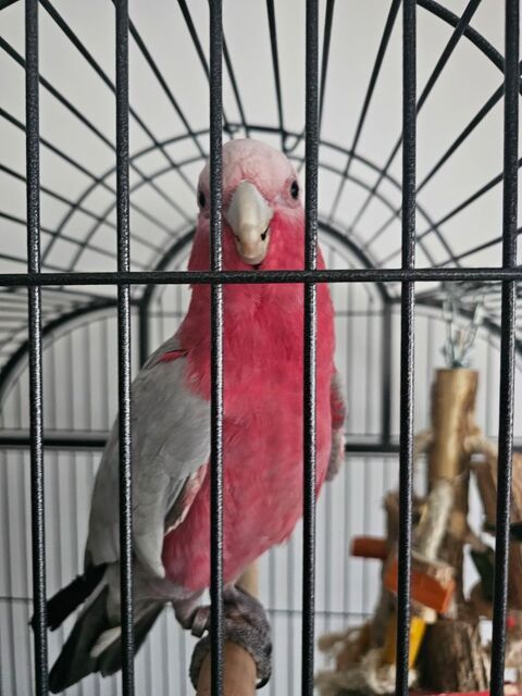 Cacatoes rosalbin 1200 59300 Valenciennes