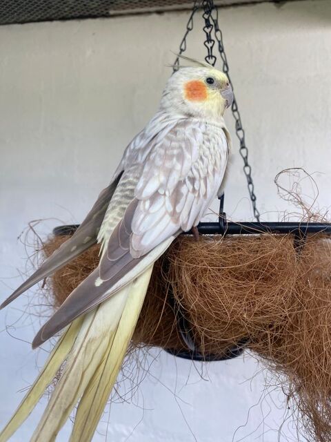 Calopsite 35 94320 Thiais