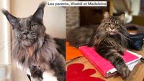   Chatons Maine Coon LOOF 