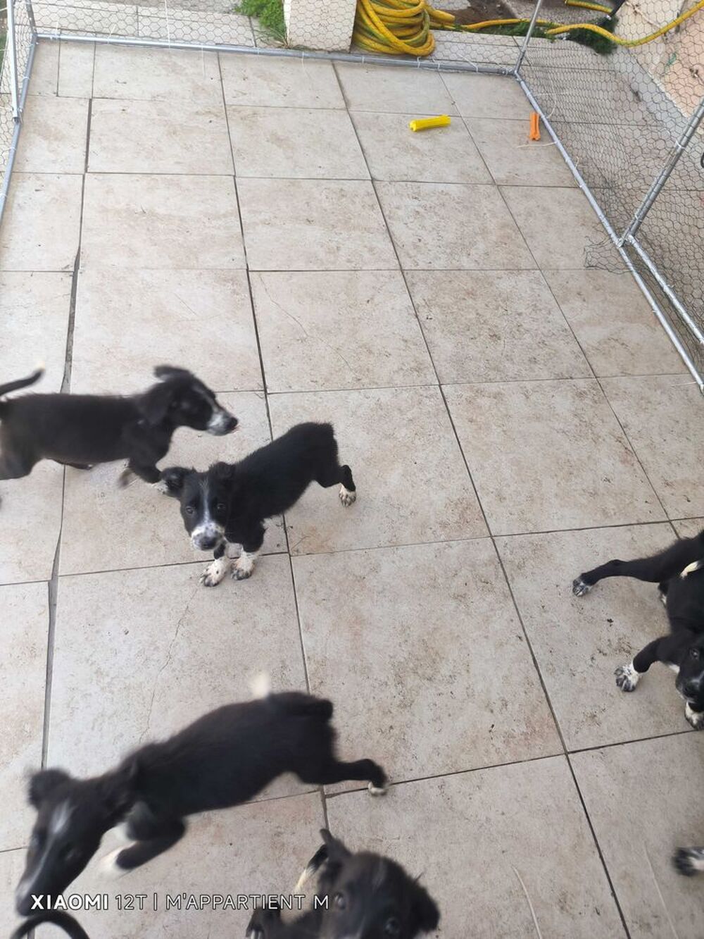 chiot border collie Jardin