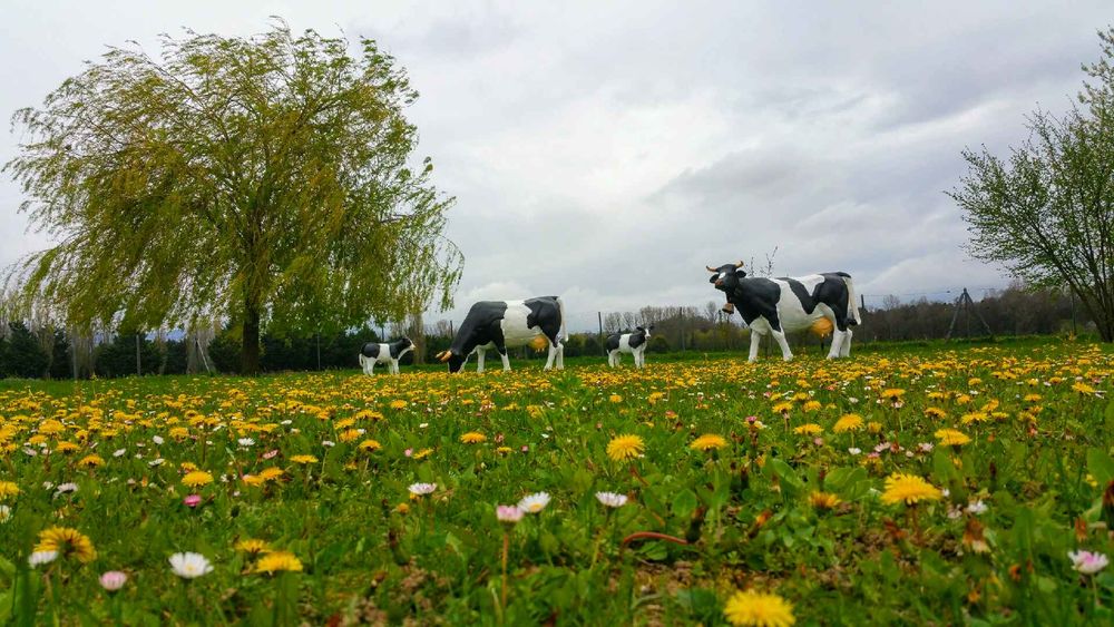 vaches et son veau Jardin