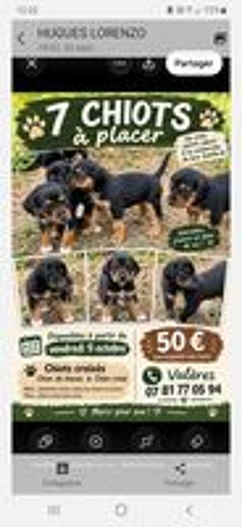   Bébés chiots à réserver  