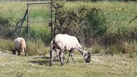   Mouton femelle texel  