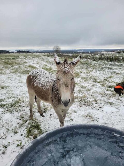 Ane male 400 43170 Saugues