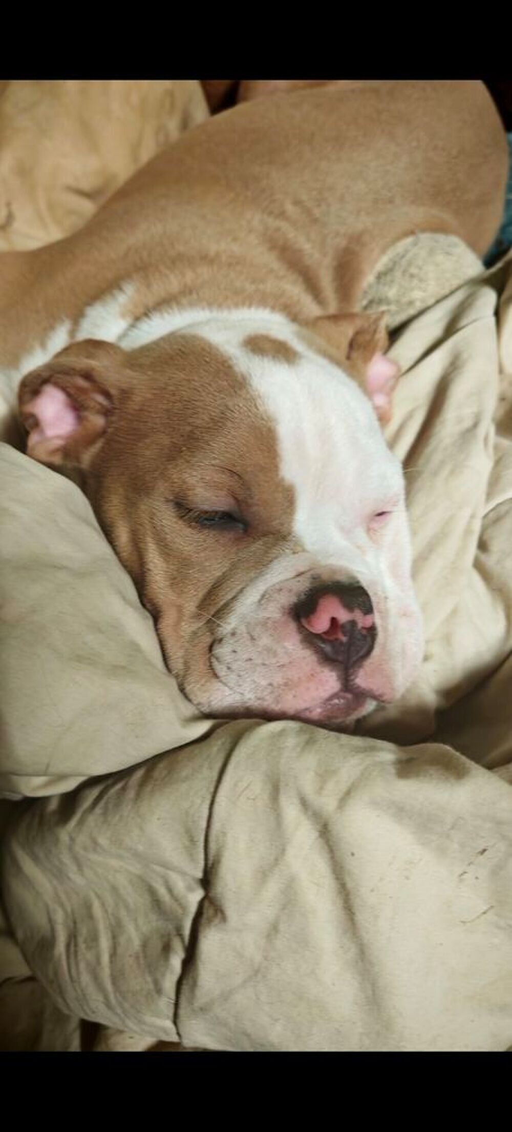   Chiots Old English Bulldog  