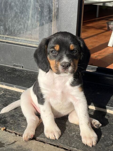 A c&eacute;der chiots crois&eacute;s Beagle & Braque 0 35600 Sainte-marie