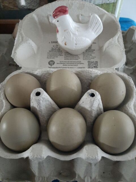 Oeufs de poules olive Egger f&eacute;cond&eacute;s &agrave; couver 2 68270 Wittenheim