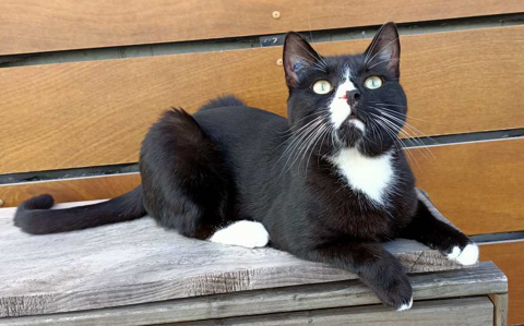 TERRY CHAT NOIR & BLANC 5 ANS 1/2 195 92260 Fontenay-aux-roses