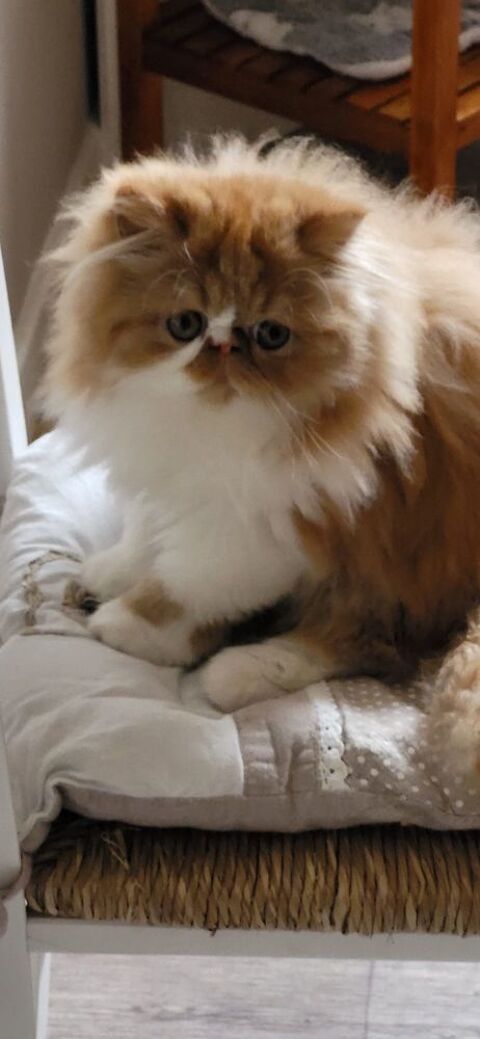 CHATON PERSAN LOOF
1200 42340 Veauche