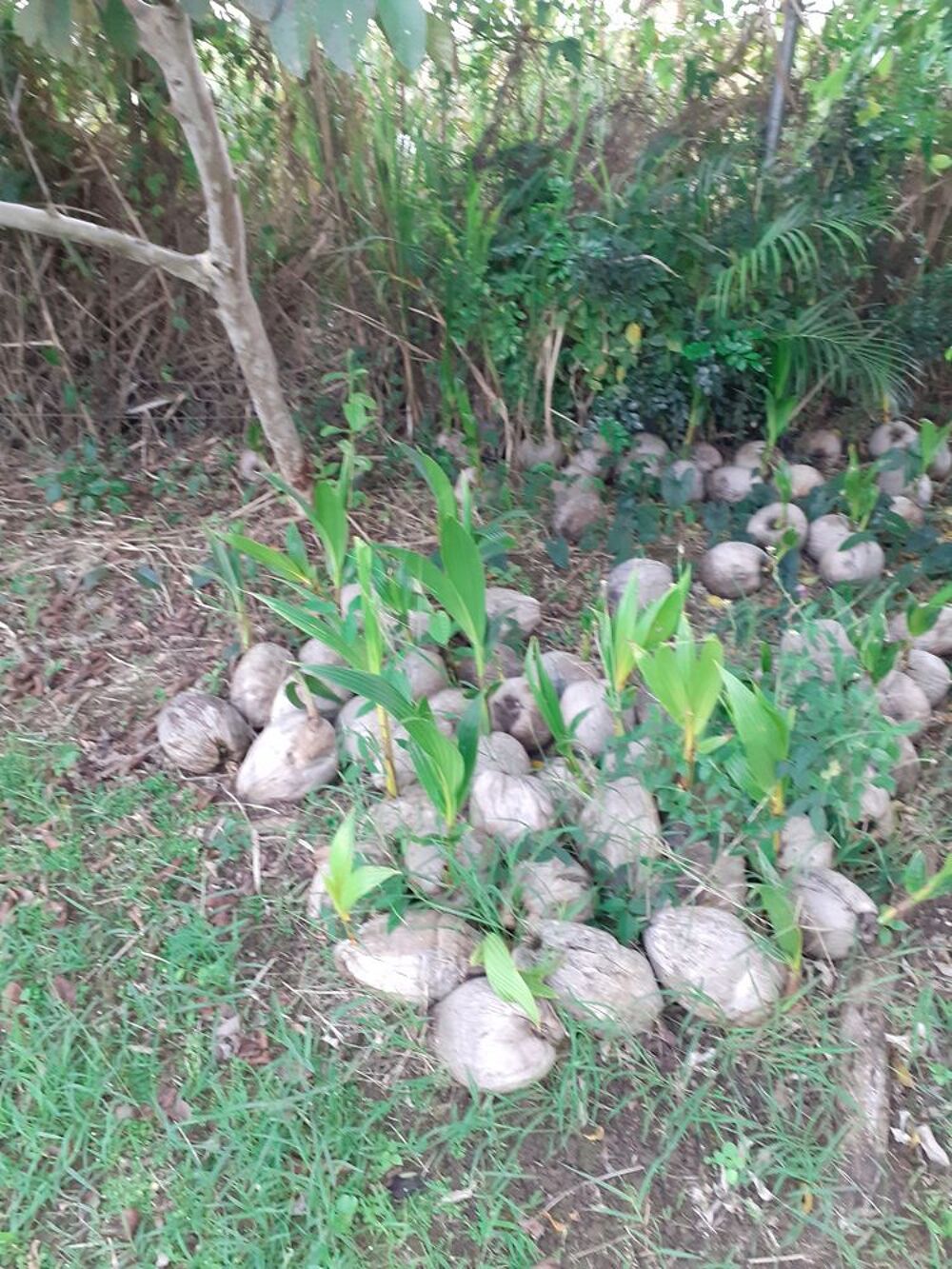 DE PLANTS DE COCOS Jardin