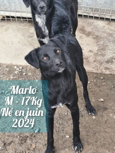MARLO SE TROUVE DANS UN REFUGE EN ROUMANIE URGENCE ADOPTION 0 75018 Paris