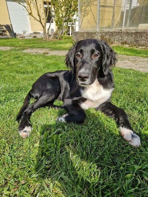 A céder chiots beauceron / setter 0 35600 Sainte-marie