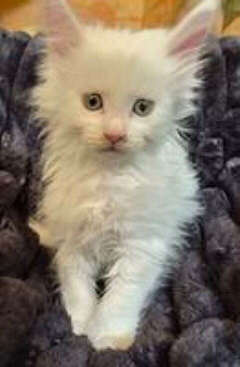   A reserver magnifiques chatons maine coon 