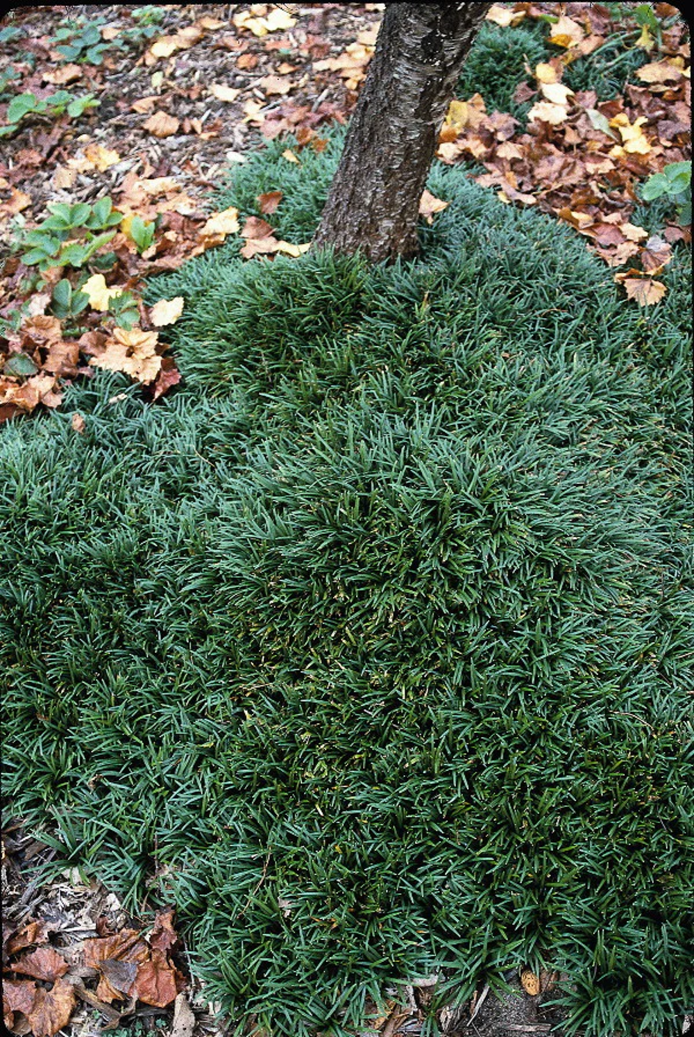 ophiopogon ' kyoto dwarf ' ( vert et nain ) Jardin