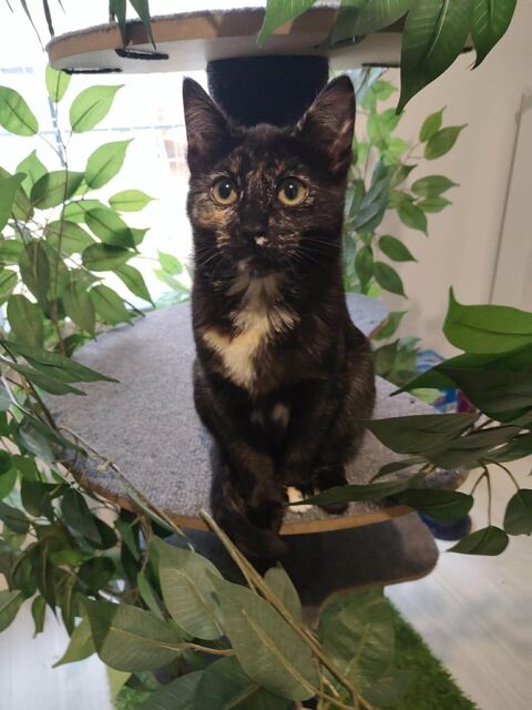 R&eacute;glisse,  jolie chatonne &eacute;caille de tortue cherche sa famille pour la vie 180 93230 Romainville