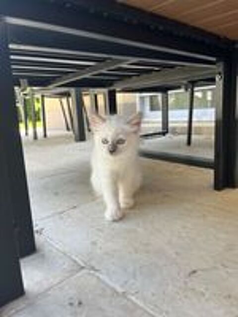   Adorable CHATON Sacr de Birmanie LOOF 