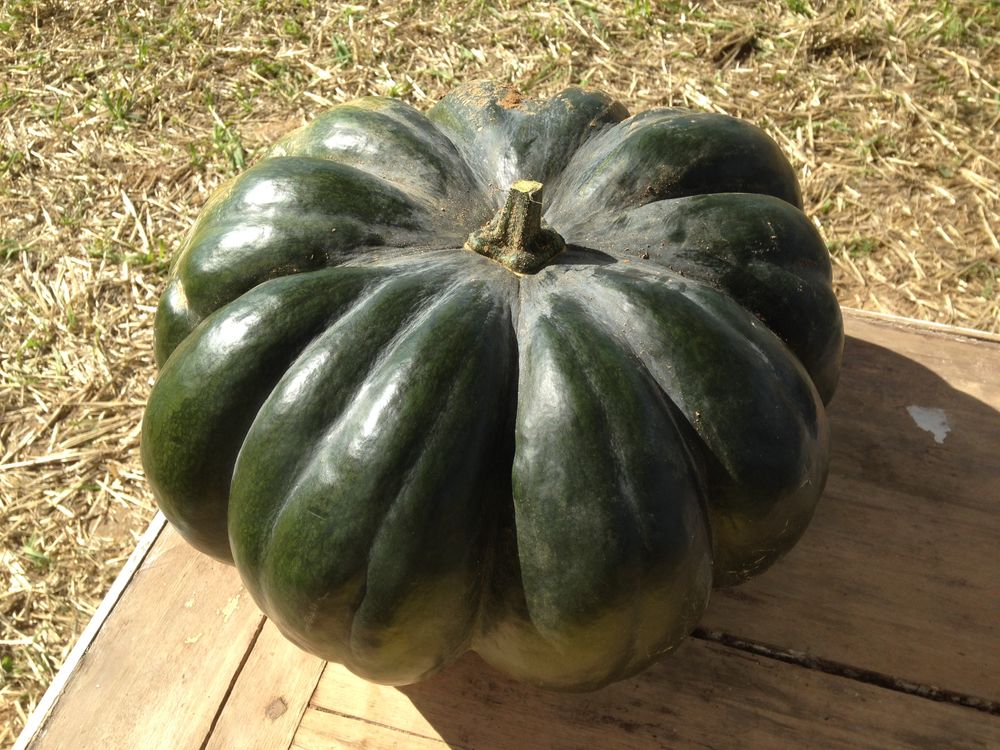 coloquintes de mon jardin Cuisine