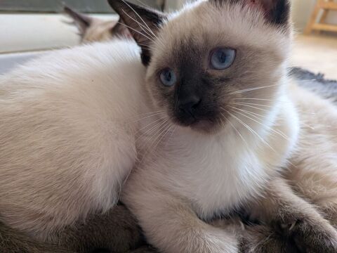 Chaton siamois 0 56190 Muzillac
