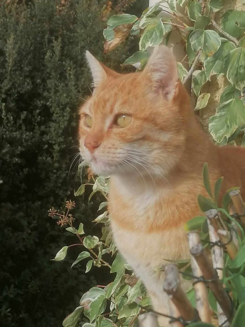   Genet adorable chat roux 10 ans cherche panier retraite 